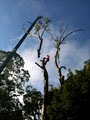 Argonauts Tree & Timber Service image 3