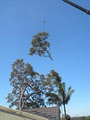 Argonauts Tree & Timber Service image 4