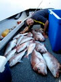 Balgowan Fishing Charters image 3