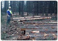 Bickford Forestry Services image 1