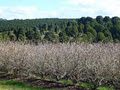 Blueberry Fields image 1