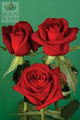 Boon Roses image 3