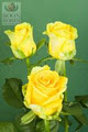 Boon Roses image 4