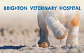 Brighton Veterinary Hospital image 2
