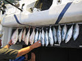 Brisbane Bay Tours - Fishing Charters Brisbane image 4
