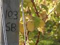 Cannibal Creek Vineyard & Winery image 6