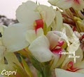 Canpelkni Blooms image 2