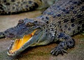 Crocodile Explorer | Cairns Sunset Cruise image 4