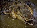 Crocodile Explorer image 4