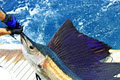 Deep Sea Fishing Charters Gold Coast image 5