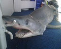 Experienced Dive & Fishing Charters image 1