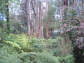 Fernglen Forest Retreat image 3