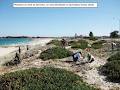 Friends of North Ocean Reef - Iluka Foreshore image 5