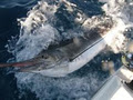 Gold Coast Fishing Charters image 4