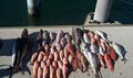 Gold Coast Fishing Charters image 6