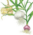 Greendoor Garlic image 3