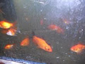 Houghton Hills Goldfish and Waterlily Farm image 2