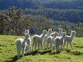 Illawarra Alpaca Stud image 5