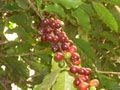 Killara Coffee image 3