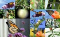 Monarch Butterfly Garden (Monarch WayStation 1045) image 2