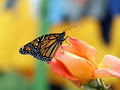 Monarch Butterfly Garden (Monarch WayStation 1045) image 3