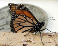 Monarch Butterfly Garden (Monarch WayStation 1045) image 4