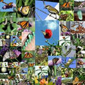 Monarch Butterfly Garden (Monarch WayStation 1045) image 5