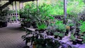 Oasis Plant Nursery image 2