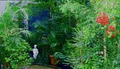 Oasis Plant Nursery image 1