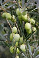 OlivFresh Organic Olives image 3