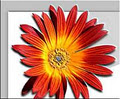 Send Flowers Abroad logo