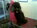 Tam's affordable & proffessional dog grooming image 4