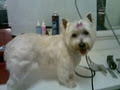 Tam's affordable & proffessional dog grooming image 6