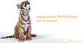 Tiger Creative Websites logo