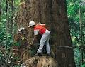 Timber Queensland image 2