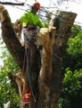 Tree King Solutions image 2