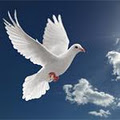 White Angel Doves logo
