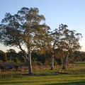 Winmallee Classical Riding image 5