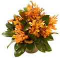 florists online gold coast image 3