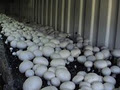 shoalhaven mushrooms image 2