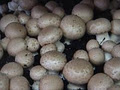 shoalhaven mushrooms image 4