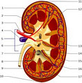Dr Thin Han's Specialist Renal Services logo