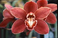 Miriam Ann Orchids logo