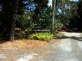 Pine Grove Bromeliad Nursery image 2