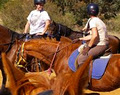 Academy Equestrian image 2