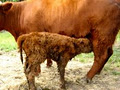 Arrandoon Highland Cattle image 2