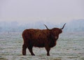 Arrandoon Highland Cattle logo