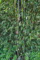 Bamboo Creations Nursery Victoria image 3