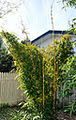 Bamboo Creations Nursery Victoria image 5