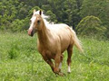 Bellarimbah Horse Agistment image 1